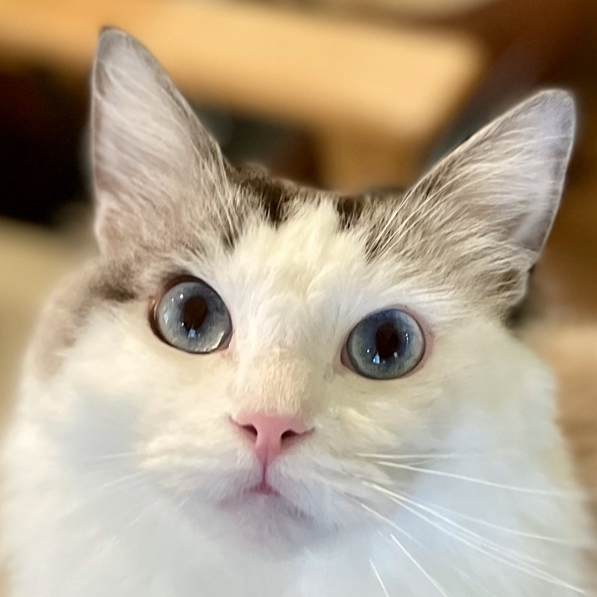 シド